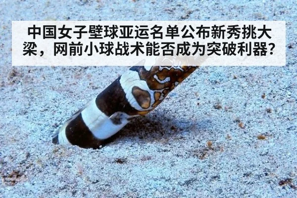 中国女子壁球亚运名单公布新秀挑大梁，网前小球战术能否成为突破利器？